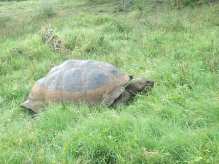 Las tortugas gigantes abundan en Galápagos (clickear para agrandar imagen)